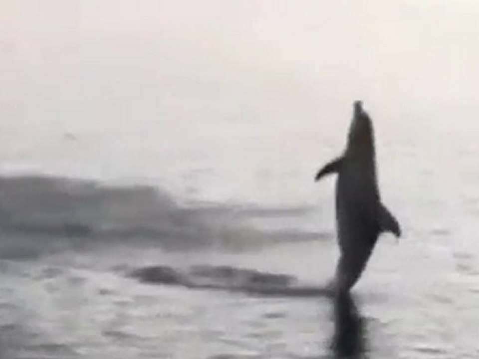 I delfini che camminano sull'acqua