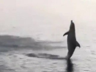 I delfini che camminano sull'acqua