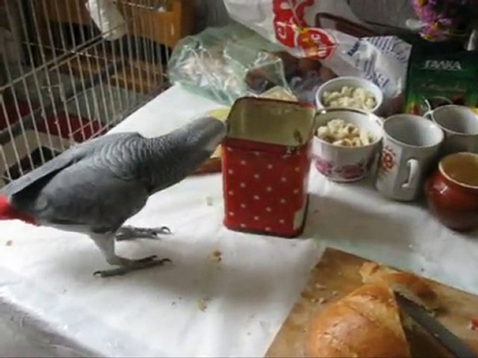 Вова и крышки... коту по голове