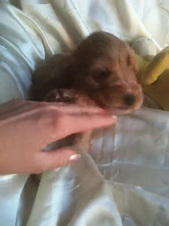 FALBALA Cocker Anglais