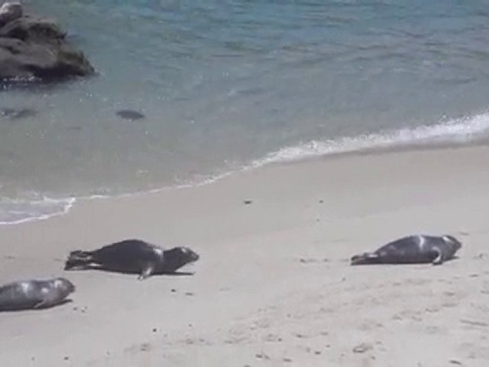 La Jolla Cove Seals in La Jolla, CA