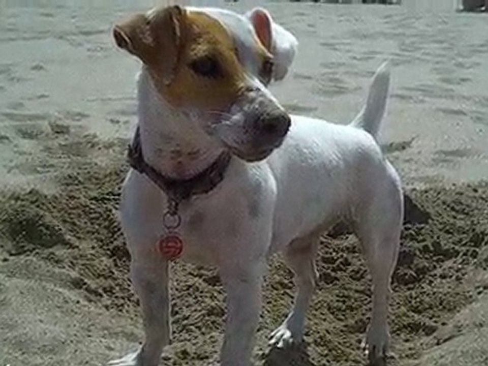 dora à la plage 2010