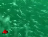 Diver Comes Face-to-Face With Shark