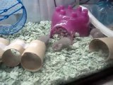 Mother Frankie & her baby dwarf hamsters #7