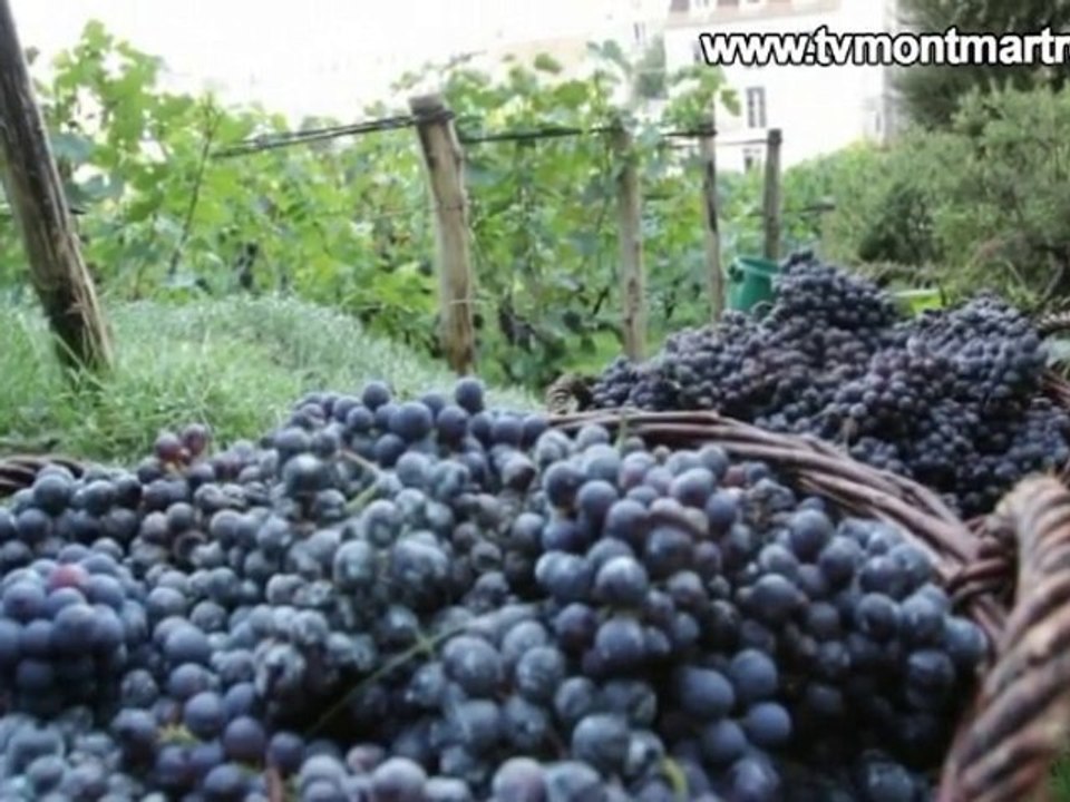 CUEILLETTE DU RAISIN POUR LES VENDANGES 2010