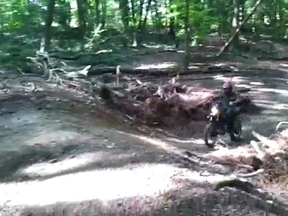 DT dans les bois