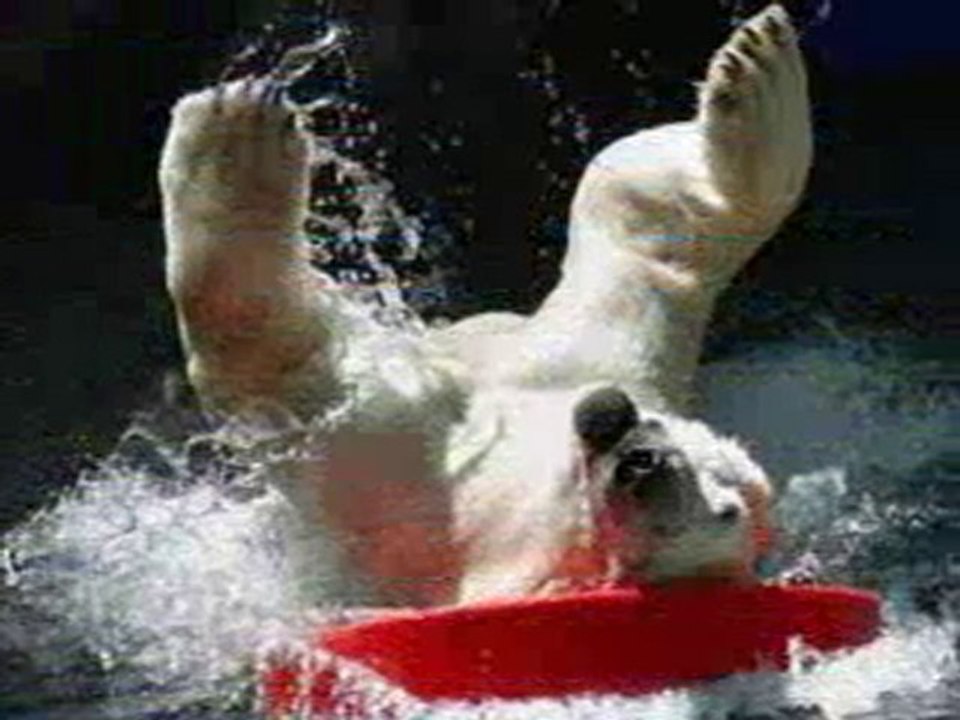 Animaux droles et délirants