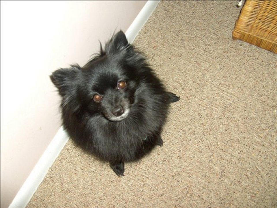 What Is It-Jacques Renard Orchestra