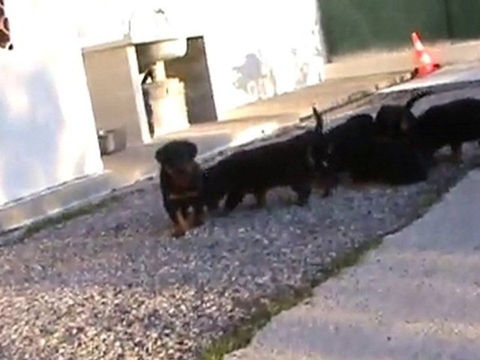 28/10  chiots beauceron LOF des gardiens aux coeurs tendres