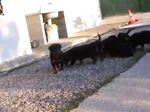 28/10 chiots beauceron LOF des gardiens aux coeurs tendres