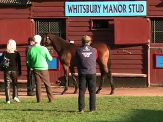 Tattersalls: le plus grand marché d'Europe.