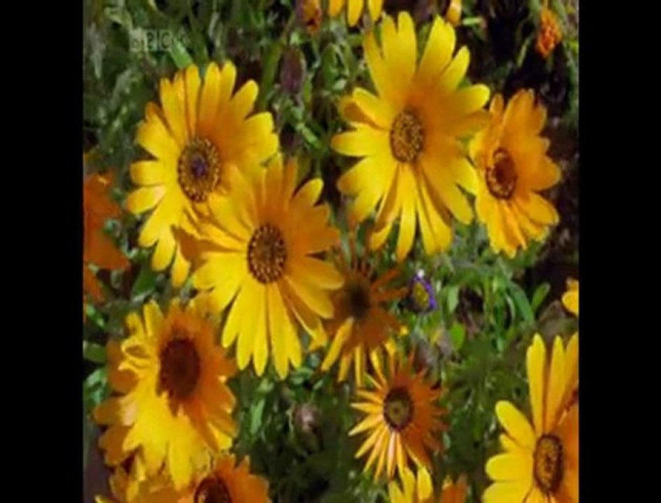 GÜNEŞ İNİP SUYA DOKUN