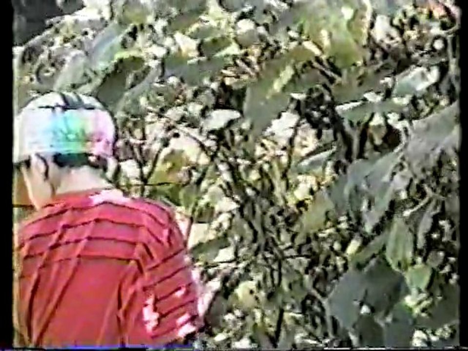 Borges Family - 1991 Grape Harvest