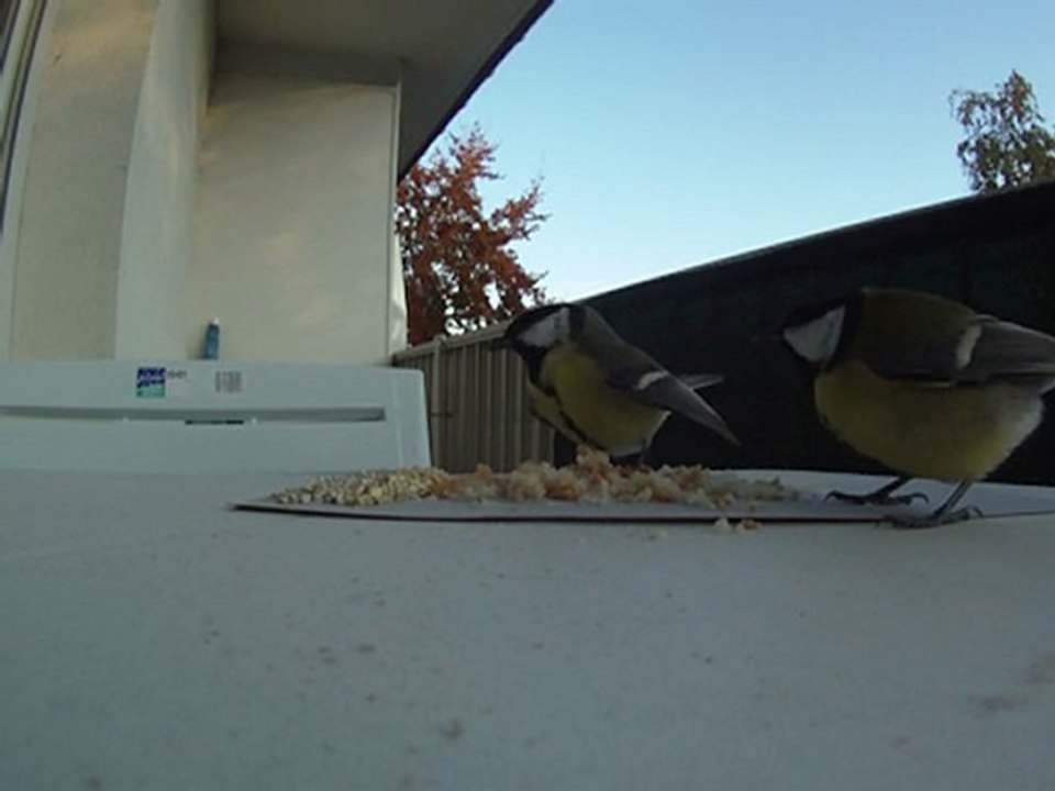 mésanges charbonnières