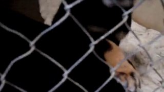 Hornell Animal Shelter #3 - happy puppies