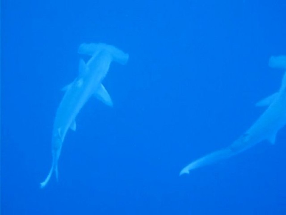 10 Requins Marteaux à Daedalus Reef