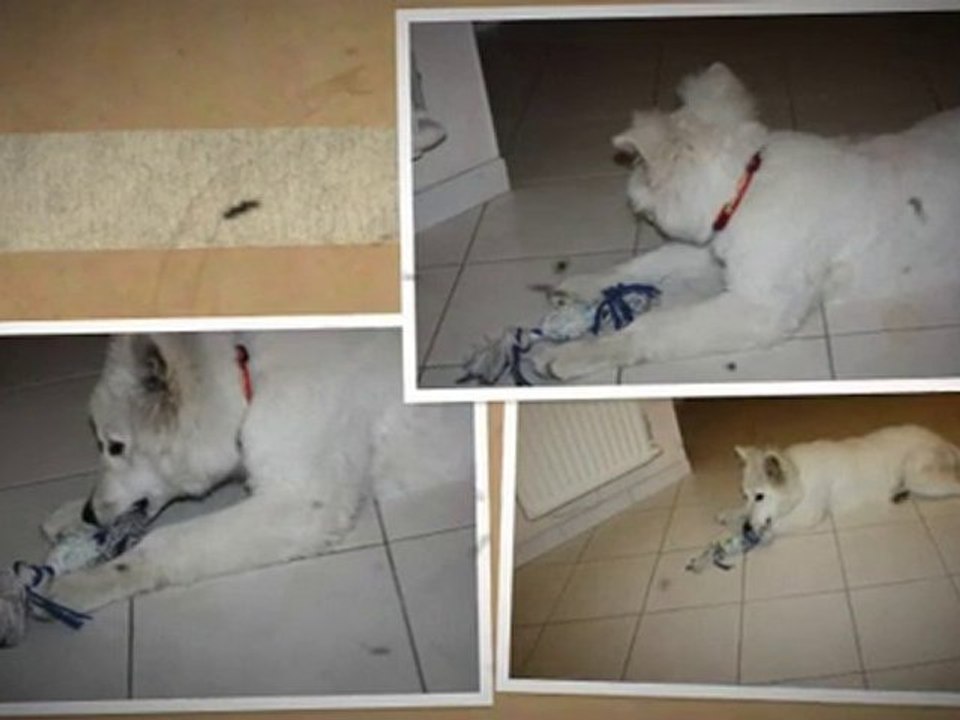 Mon chien