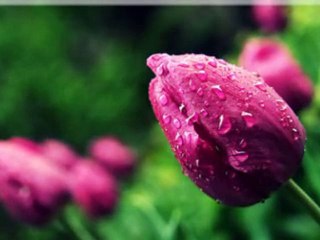 GüZeL GaZeLi-Mustafa DEMİRCİ