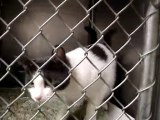 Hornell Animal Shelter #5 - kitten reaching