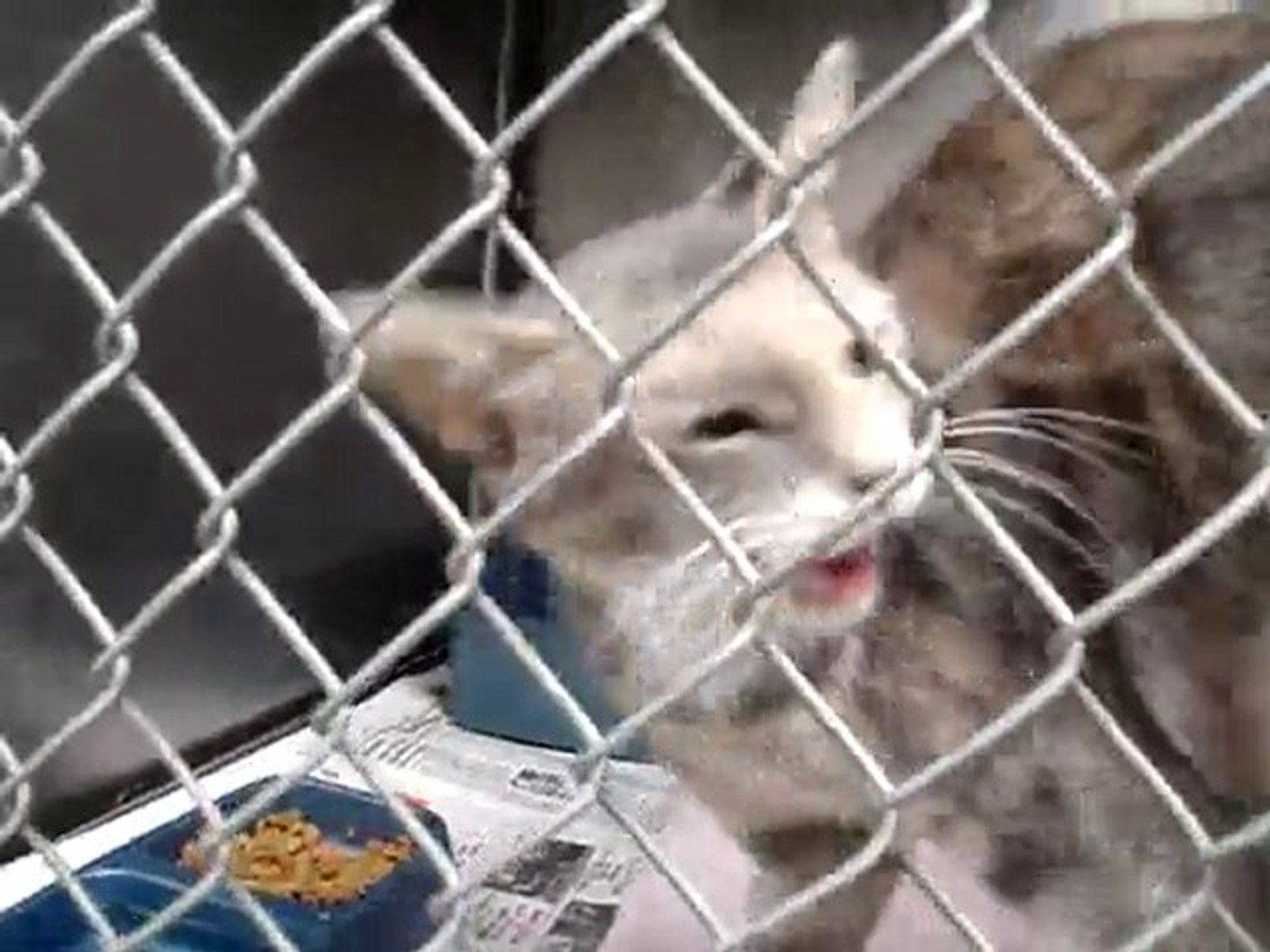 ⁣Hornell Animal Shelter #7 - cats kittens