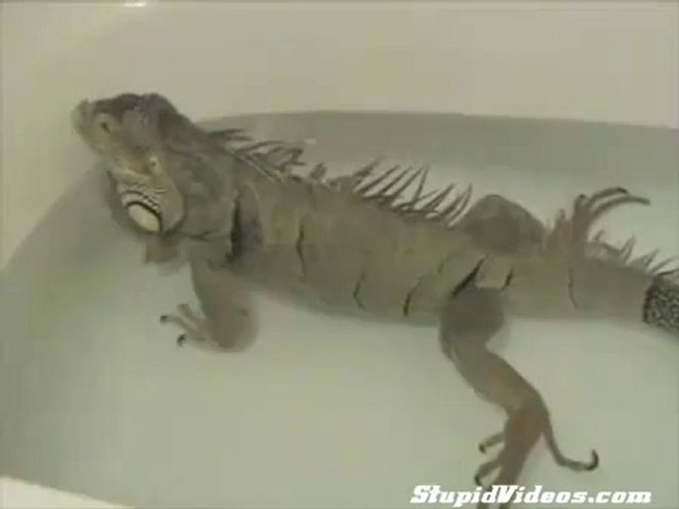 L'iguana petomane