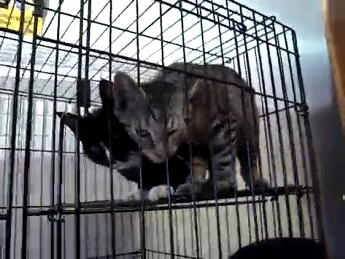 ⁣Hornell Animal Shelter 11 - lots of kittens