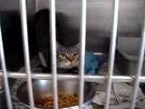 Hornell Animal Shelter #12 - kittens