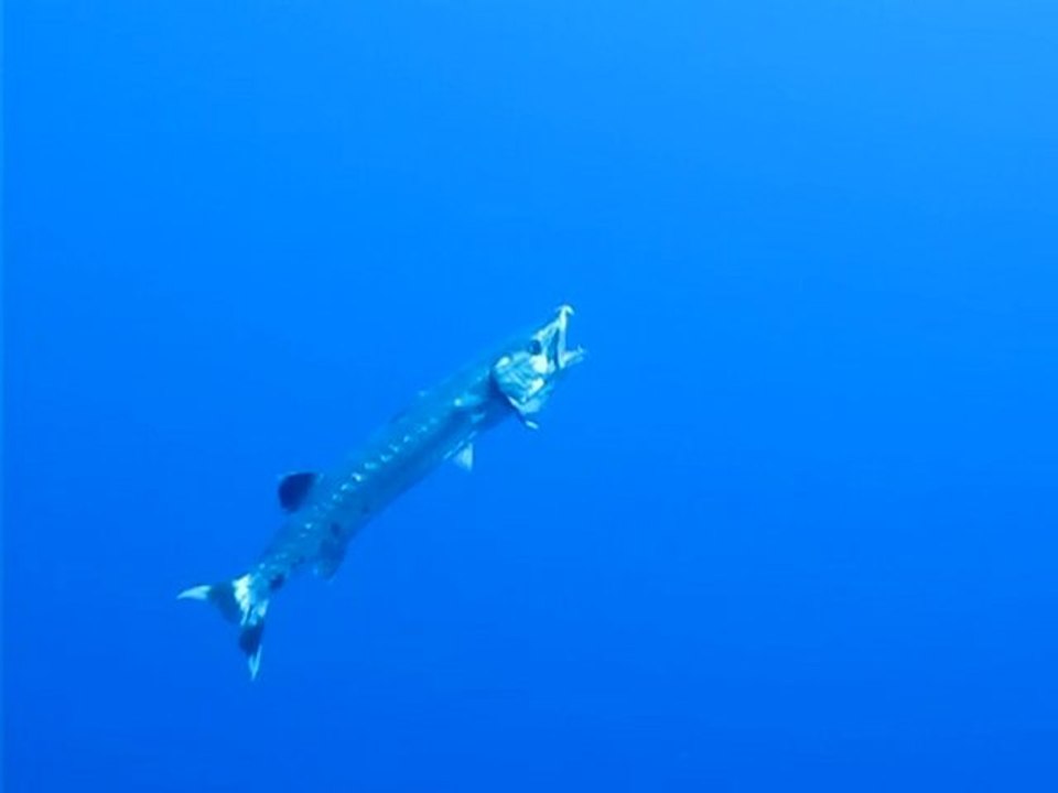 Barracuda au netoyage - Daedalus reef- Egypte
