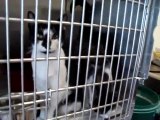 Hornell Animal Shelter #17 - cat being held