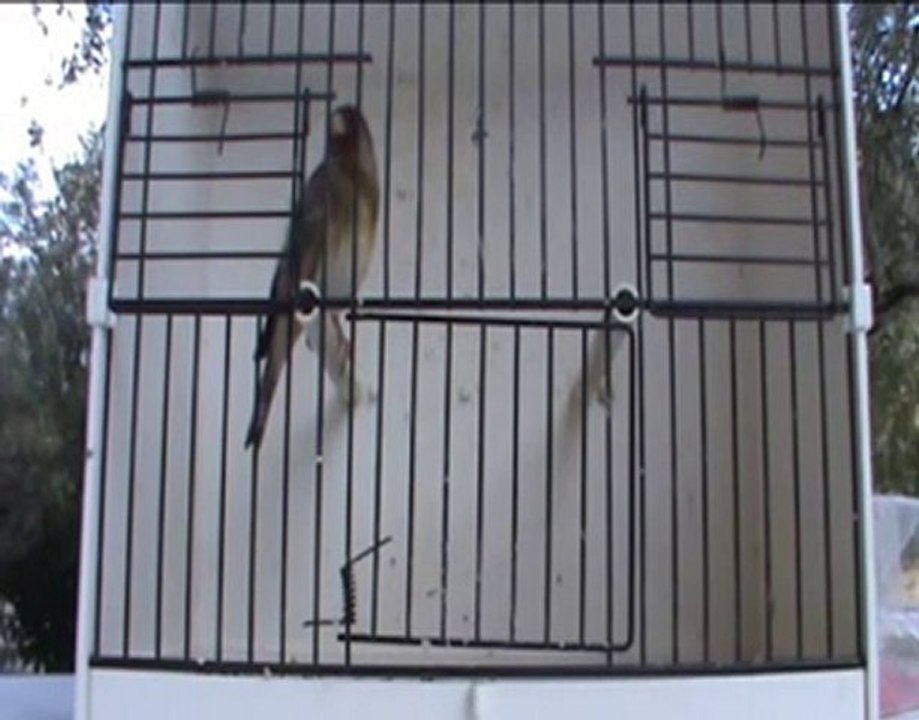 chardonneret x canari a 5 mois