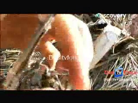 Man Vs Wild - 29th October 2010 Part1
