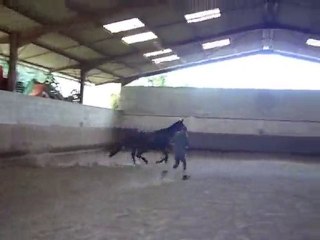 Eaurizon du Peyrou Pure Sang Anglais de 9 ans