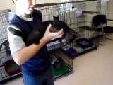 Hornell Animal Shelter 28 - holding 3 kittens