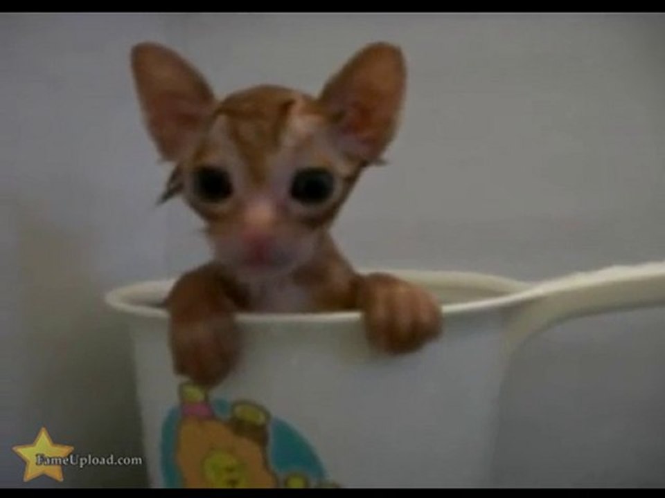 One Cup Cat Please
