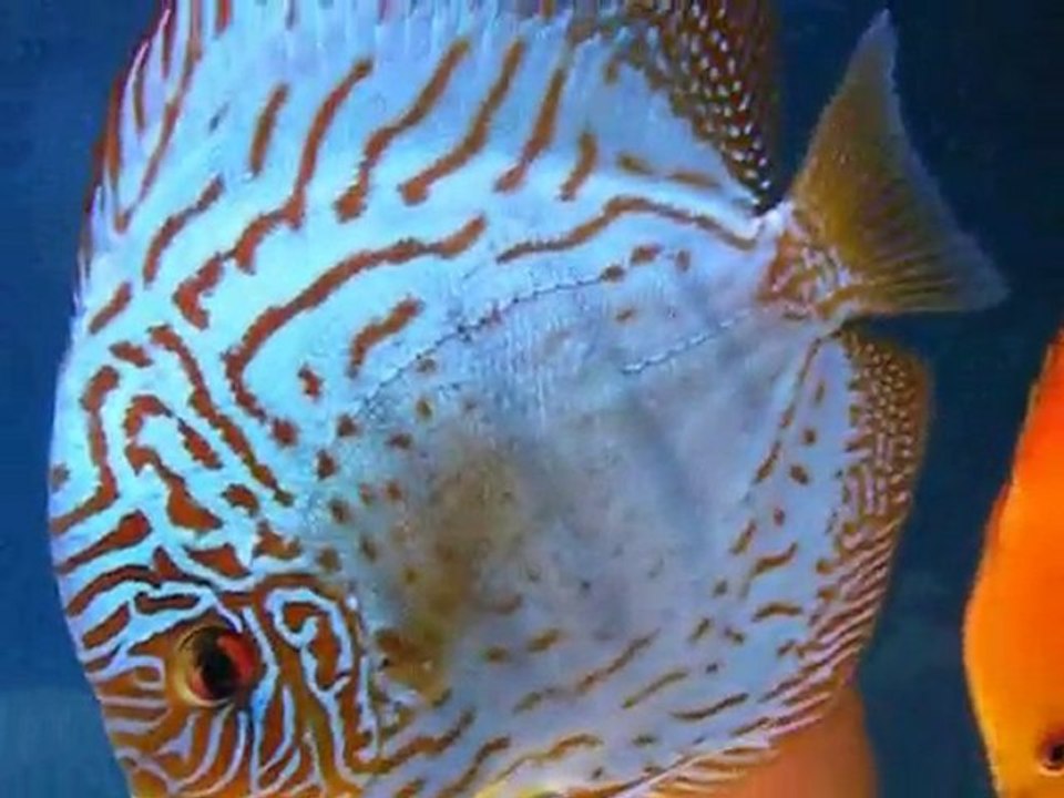 hakan yüksel discus