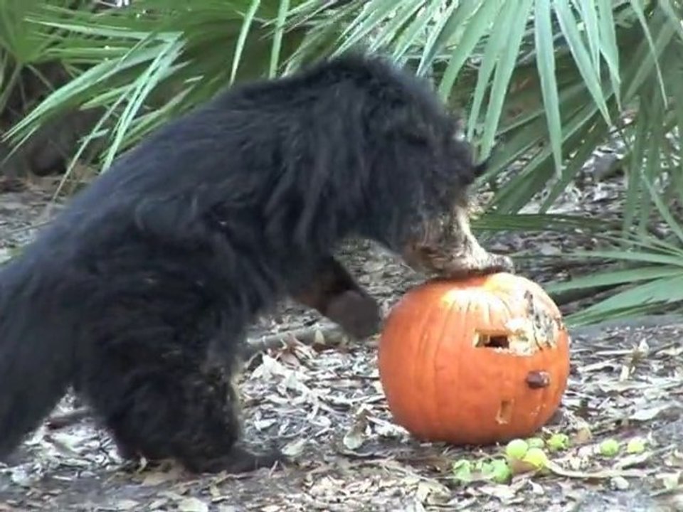 "BEARCAT" VS PUMPKIN !!