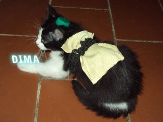 petit délire avec mes chat