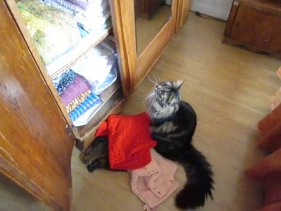 drole ,tetu et persévérant ,c'est tout Calinou