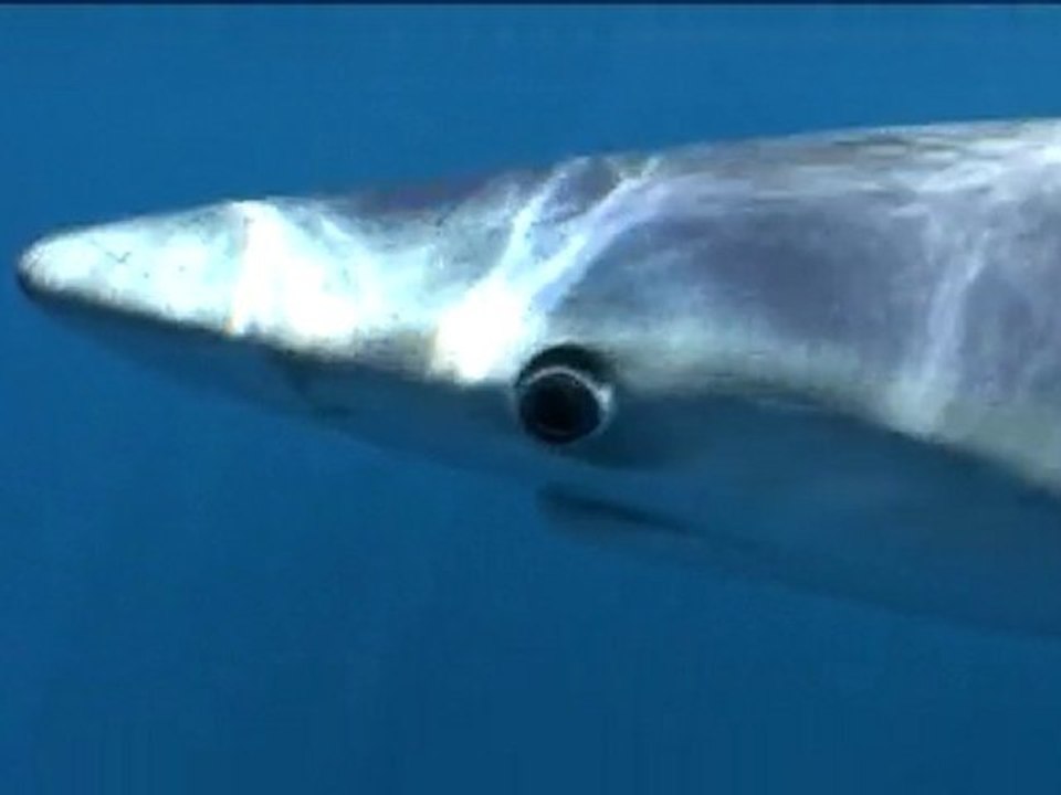 Dans les yeux des requins