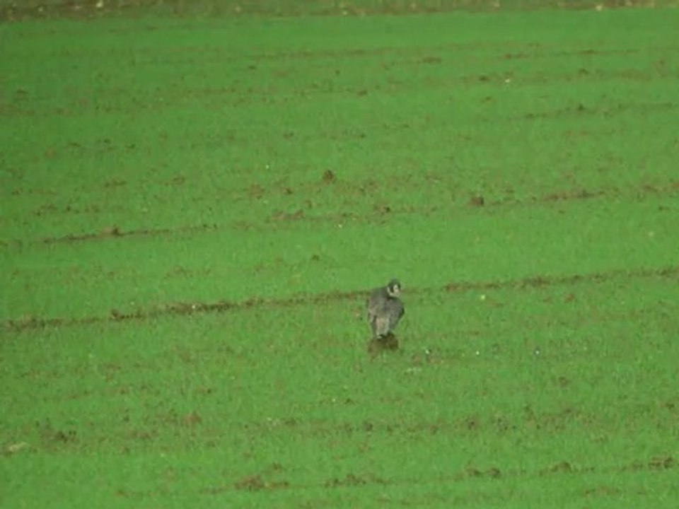 Faucon pèlerin 10/11/2010