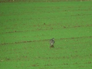 Faucon pèlerin 10/11/2010