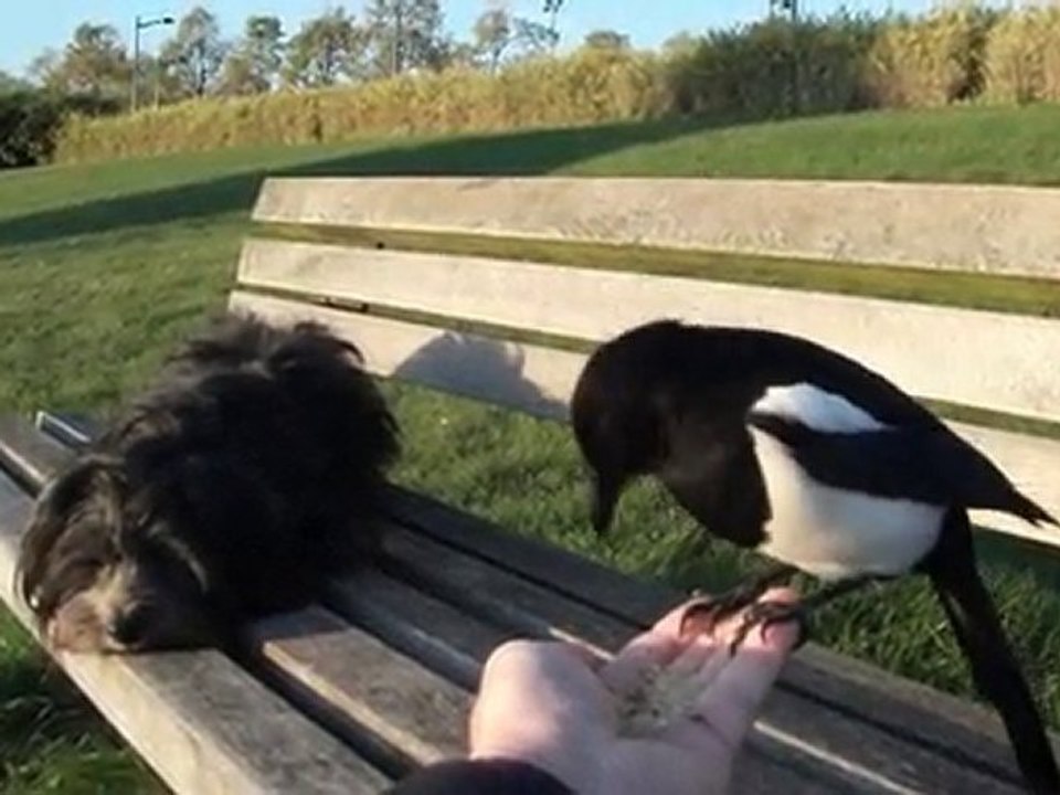 La pie et son copain le chien