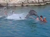 Yunuslarla yüzme havuzunda kaza