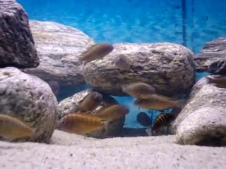 moori ilangi yellowlarım