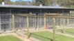 Dog Boarding Kennels Canning Vale The Paw House ...