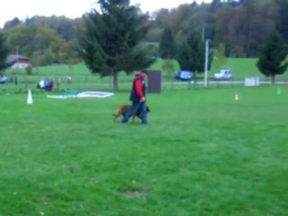 RING: elboy 10 mois suite en laisse