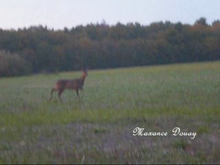 Premier film de Maxanced sur les chevreuils