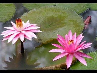 La méditation dhammakaya français