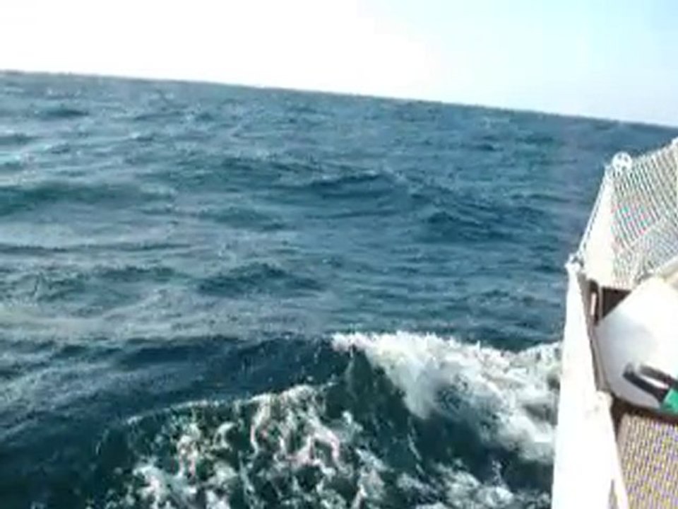 Dauphins