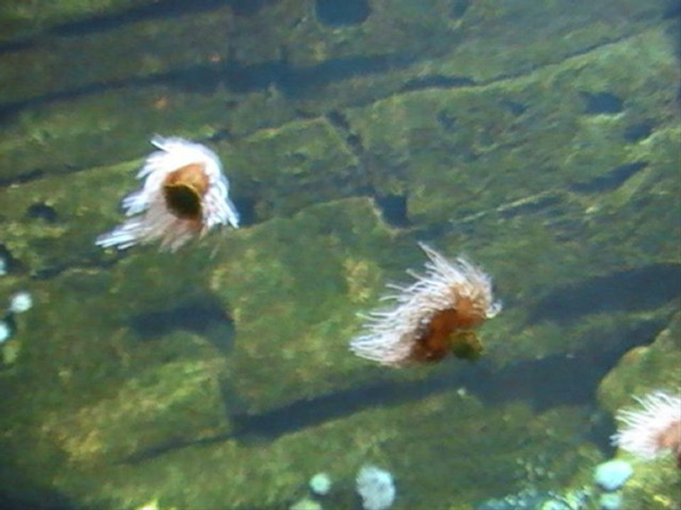 photos STEINIER DOMINIQUE   1ère partie